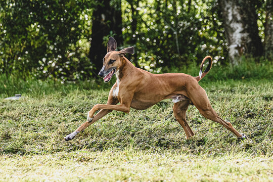Azawakh dog lifted off the ground during the dog racing competition running straight into camera
