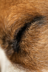 Fototapeta premium Macro closeup of a closed eye of a sleeping Huge brown Mastiff