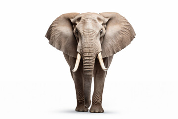 an elephant standing in front of a white background