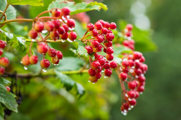 Cluster of the ripe viburnum berries covered with water drops during a rain among the leaves and branches of bush,