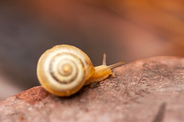Snail walking on a stony road. High quality photo. Selective focus