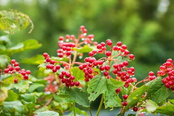 A bunch of viburnum with red berries and raindrops. Viburnum in the fall in rainy weather