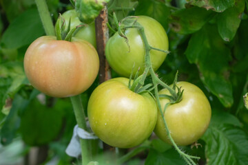 Tomato plants in greenhouse Green tomatoes plantation. Organic farming, young tomato plants growth in greenhouse.
