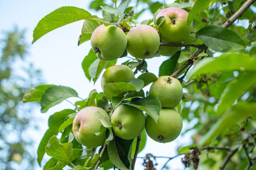 Apple trees in the garden with ripe green apples ready for harvest.