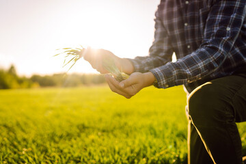 Close-up of an agronomist in a green wheat field holding a green wheat sprout with soil. An...