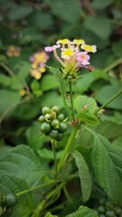 Beautiful PinkYellow Lantana camara is a type of flowering plant from the Verbenaceae family originating from tropical regions in Central and South America.