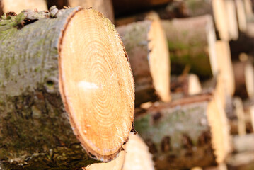 Timber logs cut down and waiting transported to a sawmill.