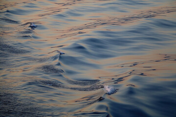 Bright blue sea surface, close-up.