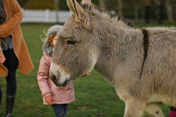 A little girl looking at a pony