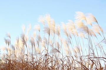 Obraz premium ススキ