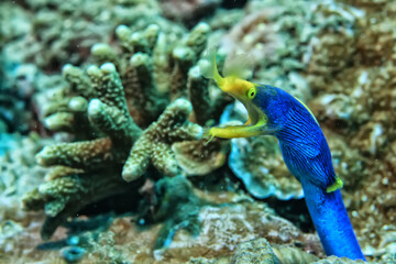 ribbon moray eel fish reef tropical sea background