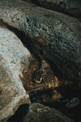 Snake at the Kaspian sea