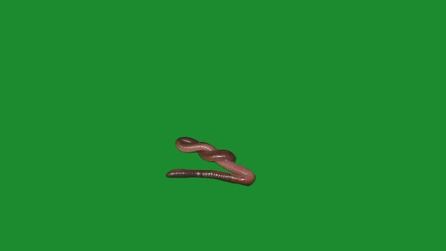 earthworm on green screen