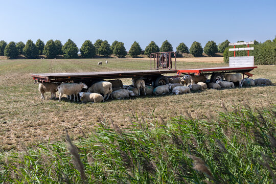  Hittestress bij schapen in de volle zon, onder de kar wordt de schaduw opgezocht.