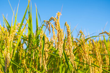 青空と稲穂