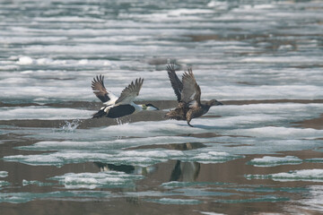 Arctic birds