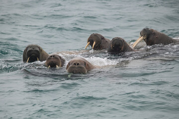 walruses