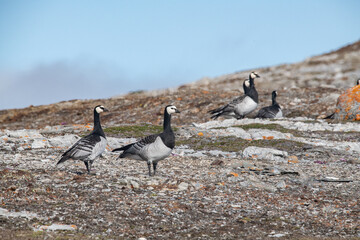 Arctic birds