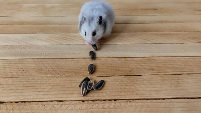 Cute gray Syrian hamster eats sunflower seeds on the wooden background