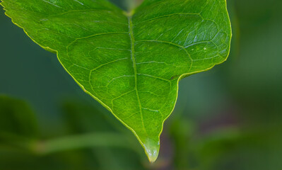 Glistening droplets adorn a lush green leaf in the macro close-up, refracting light like nature's jewels, a tranquil oasis captured in every exquisite detail. Close up background of natural wonder.