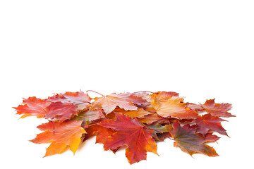 Colorful Maple leaves isolated on white background. - 645284745