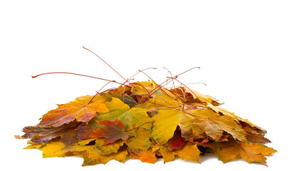 Heap of colorful Maple leaves isolated on white background.