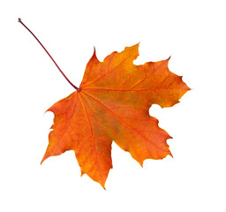 Colorful autumn Maple leaf isolated on white background.