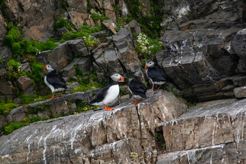 Puffins on the cliffs