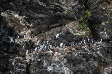 Puffins on the cliffs