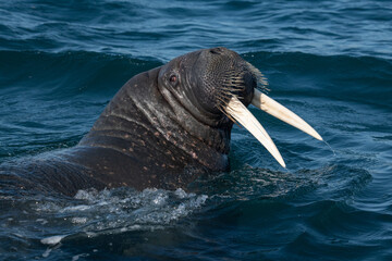 Walruses in the Arctic