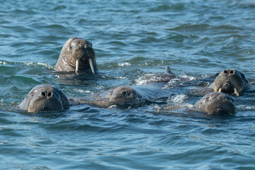 Obraz premium Walruses in the Arctic