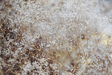 Arrière plan beige et brun naturel - Gypsophille en fleur
