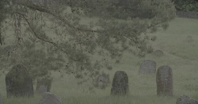 Old ancient Jewish cemetery in summer spring day. Druya, Belarus. green grass and many ancient stones. Headstone Headstones Tombstones jewish grave, clog2, clog, canon c70 c log 2.