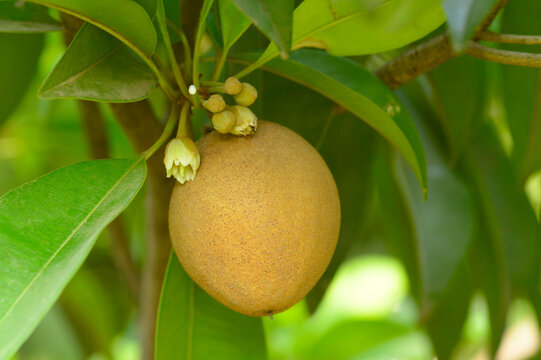 Sapodilla or chickoo fruit on tree