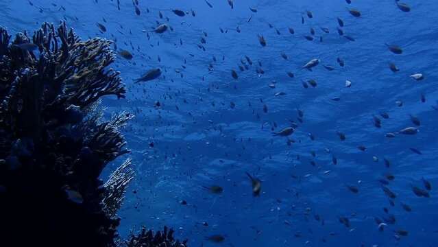 School of fish in the red sea