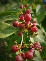 Carallia brachiata is a large tree in the family Rhizophoraceae