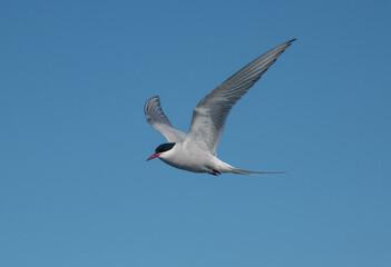 Arctic birds