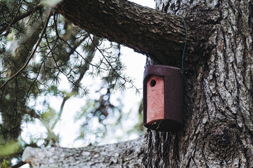 Nichoir en bois pour les mésanges installé dans un arbre