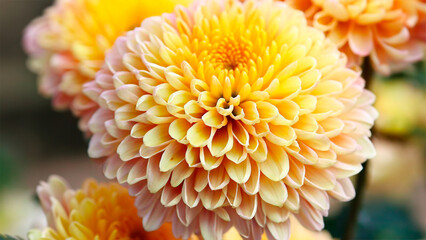 Pompon Chrysanthemums: 'Soleil'