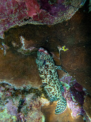 Epinephelus tauvina or grouper tauvina in a coral reef in the Red Sea