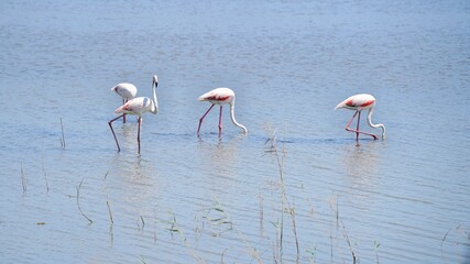 Flamingos in the kake