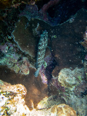 Epinephelus tauvina or grouper tauvina in a coral reef in the Red Sea