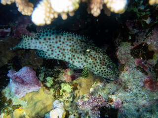 Naklejka na ściany i meble Epinephelus tauvina or grouper tauvina in a coral reef in the Red Sea