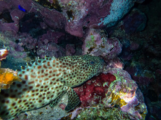 Epinephelus tauvina or grouper tauvina in a coral reef in the Red Sea