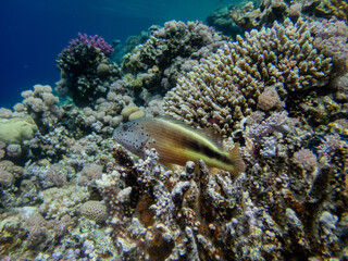 Epinephelus tauvina or grouper tauvina in a coral reef in the Red Sea