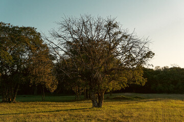 tree in the field
