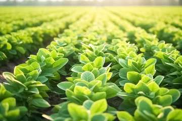 Foto op Canvas Young soybean plants growing in cultivated field on sunny day. © BlazingDesigns