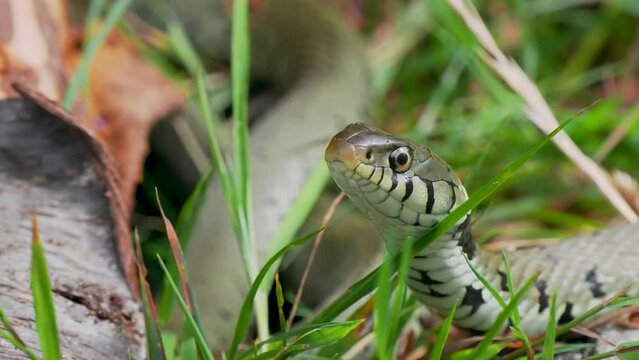 Grass Snake
