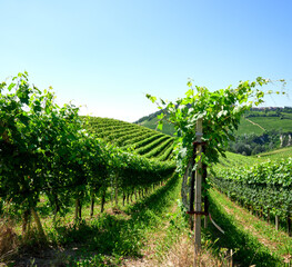 Obraz premium Vineyards of fresh grapes on the Langhe hills, in the villages near the town of Barolo, Piedmont, Italy on a clear July day. 