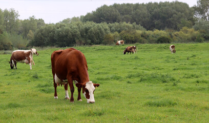 Fototapeta na wymiar Beautiful brown grazing on a green meadow in the countryside in summer. Livestock photo. Dairy farm animals. 